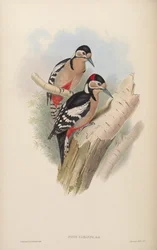 Dendrocopos major cabanisi